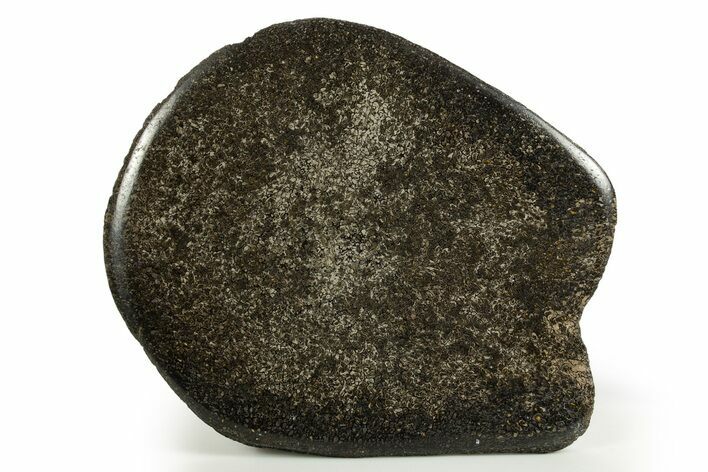 Polished Iguanodon Vertebra Slab - Isle Of Wight #316857